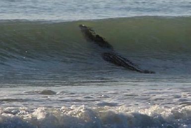 Giant Crocodile spotted in the surf in Western Australia