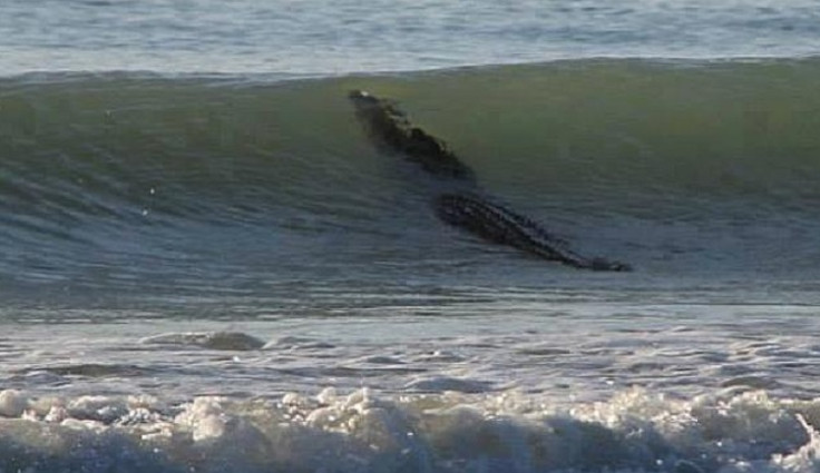 Giant Crocodile spotted in the surf in Western Australia