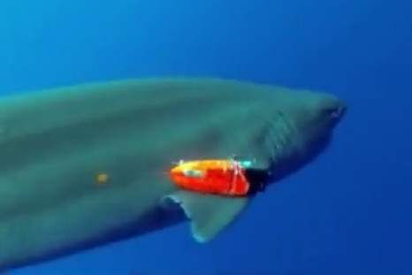 Shark with tracking device Hawaii