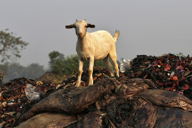 Nigerian goat sex