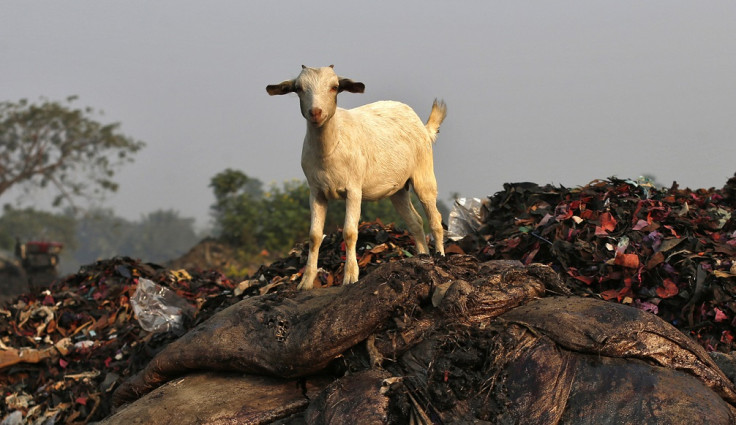 Nigerian goat sex