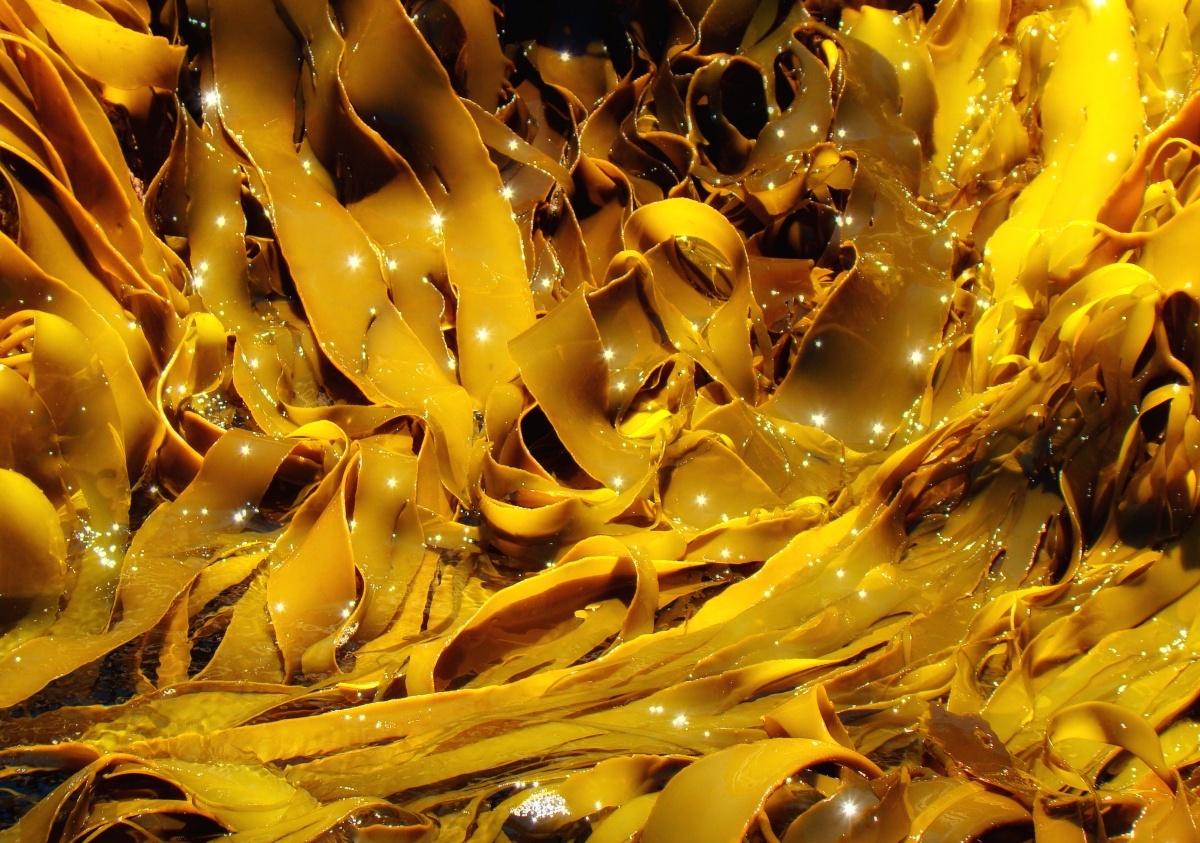 Seaweed-Supplemented Savoury Delights Promise Weight Loss, Says New Study