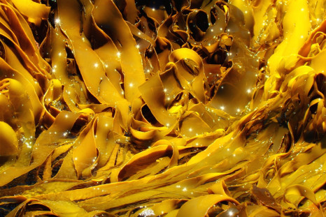 sea kelp