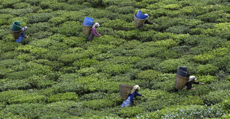 Tea plantation in india's Himalayan mountains.