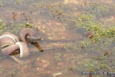 Battle between snake and crocodile in Australia