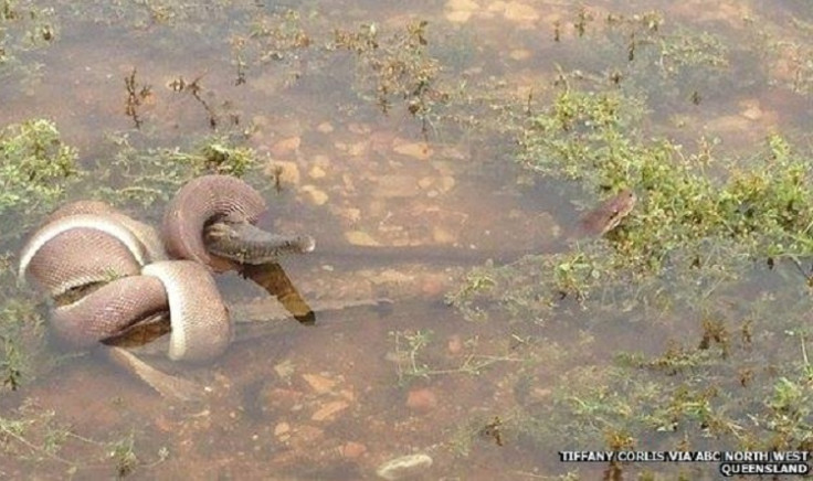 Battle between snake and crocodile in Australia