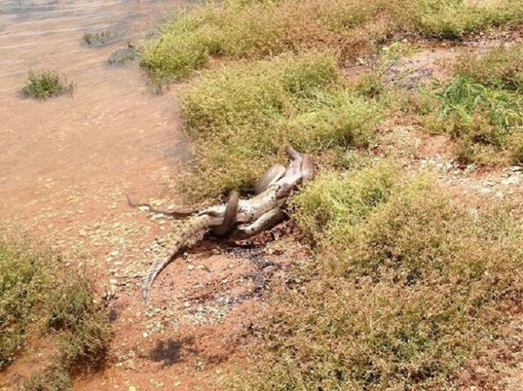 Snake drags the crocodile to land to eat