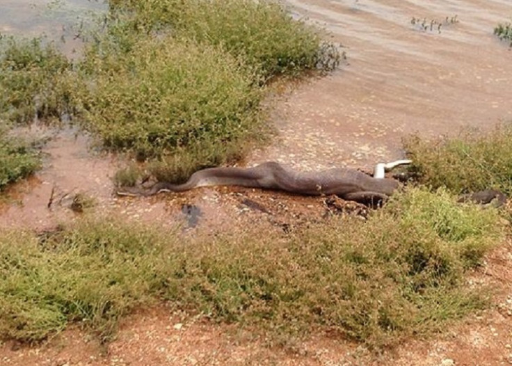 Python wins battle with crocodile