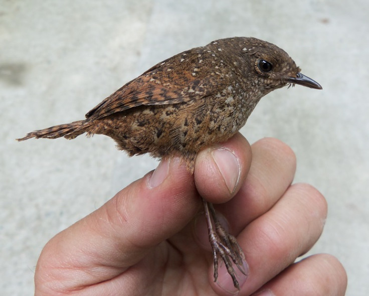 Elachura bird species