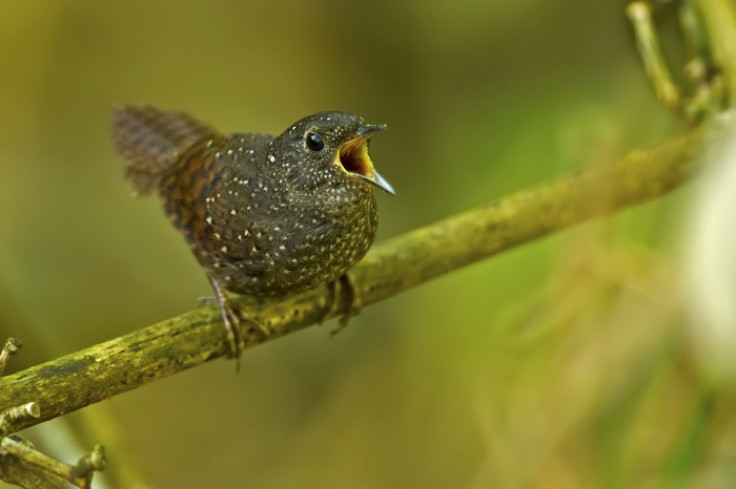 Elachura singing