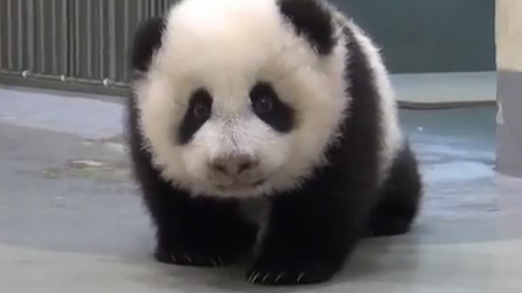 Taiwan: Go to Bed Baby Panda