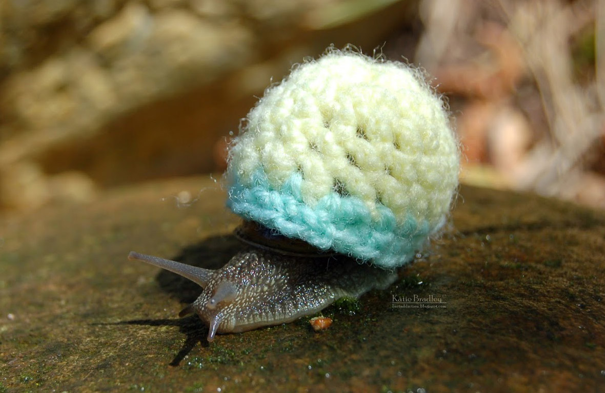 snail cosy