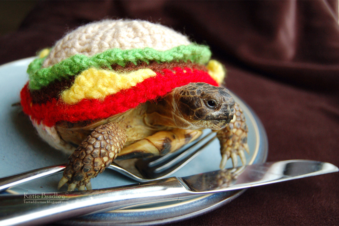 tortoise cheesburger