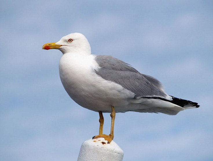 Thousands of seabirds have died due to the ferocious weather