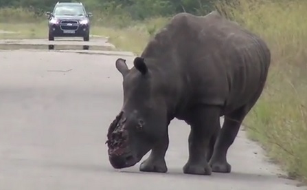 Rhino with Horn Cut Off by Poachers Dies Agonising Death in Kruger