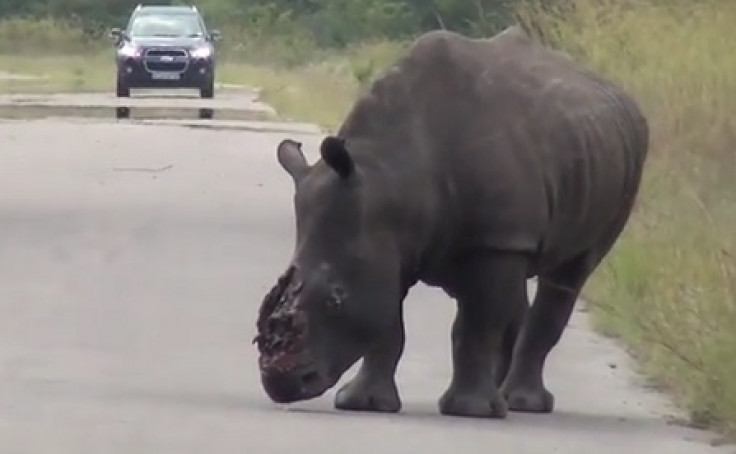 rhino horn cut off