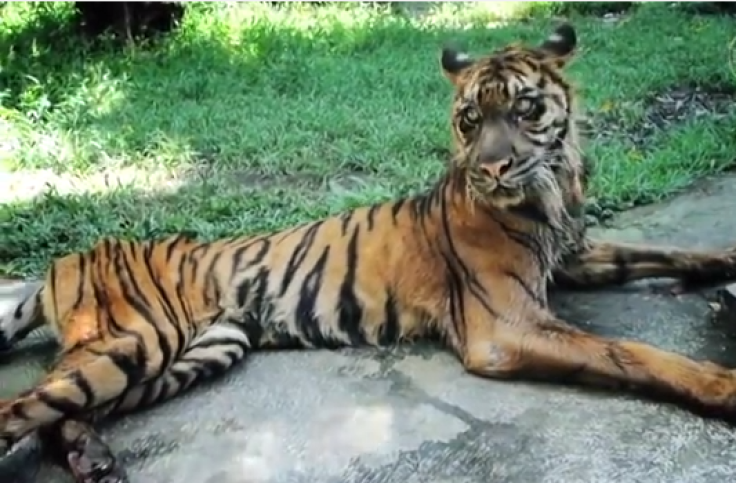 Tiger at Surabaya Zoo