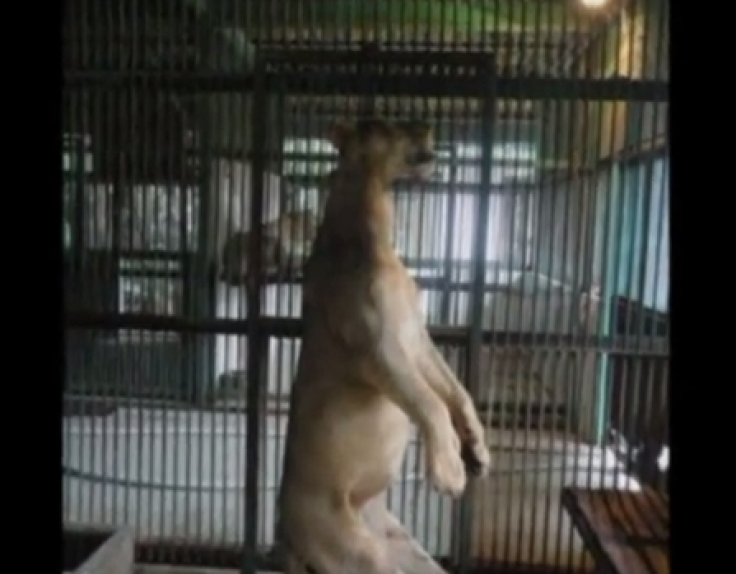 Petition to close Surabaya Zoo