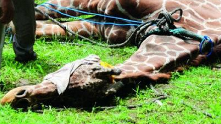 Ailing giraffe at Surabaya zoo
