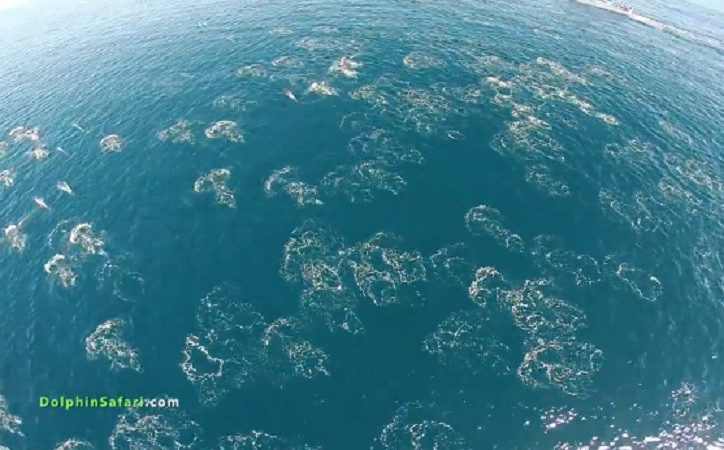 dolphin mega-pod