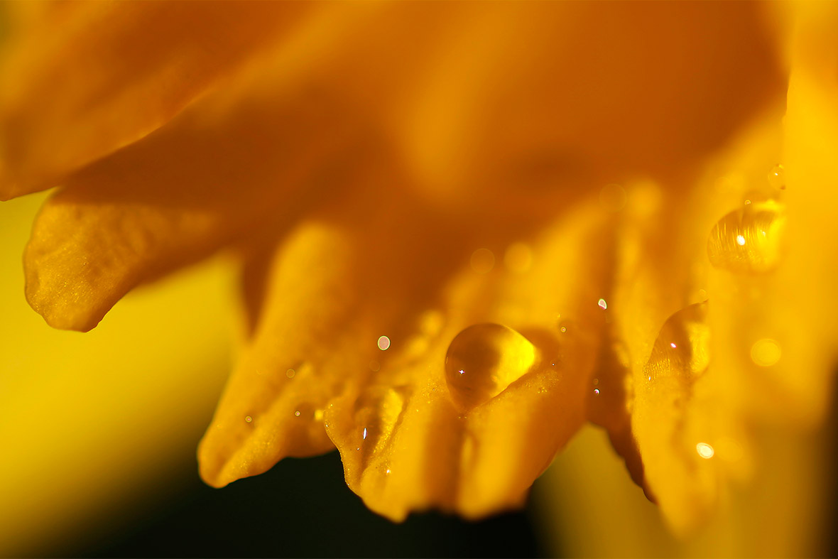 daffodil dew