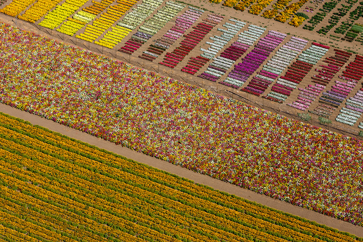 Flower Fields, Lompoc, CA 2013