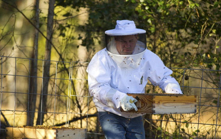 An Italian apiary has been attacked in a suspected Mafia hit