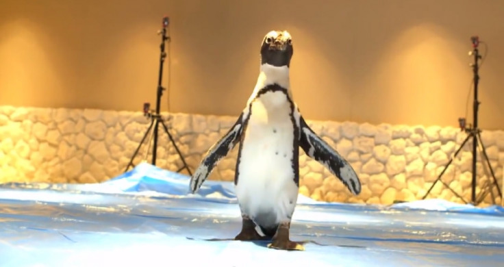 Penguin NAVI