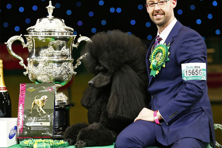 crufts winner