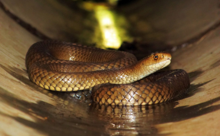 Eastern Brown Snake