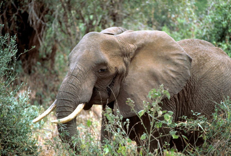 African elephant