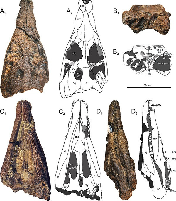 Koumpiodontosuchus aprosdokiti
