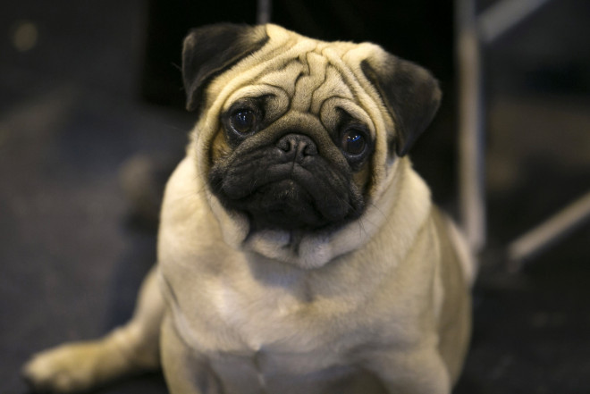 Pets at Home Prices IPO at £1.2bn Pets at Home Prices IPO at £1.2bn