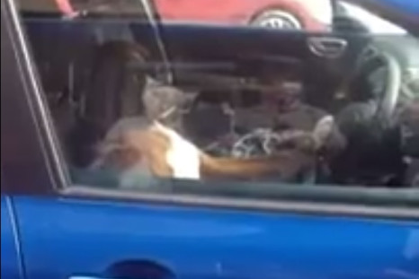 Boxer dog car horn