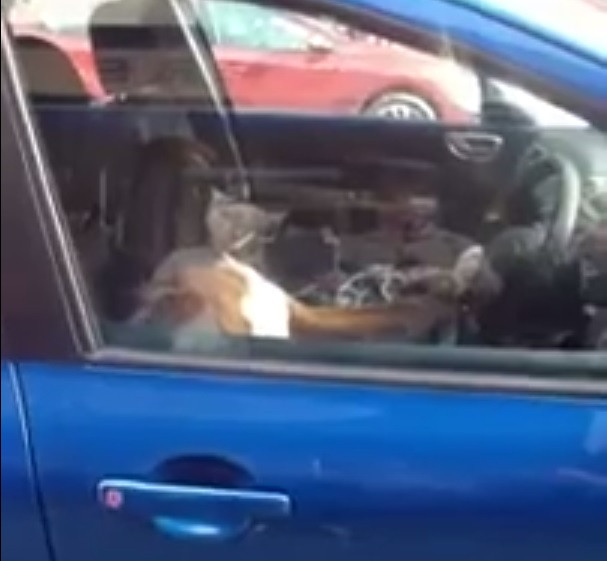 Boxer dog car horn