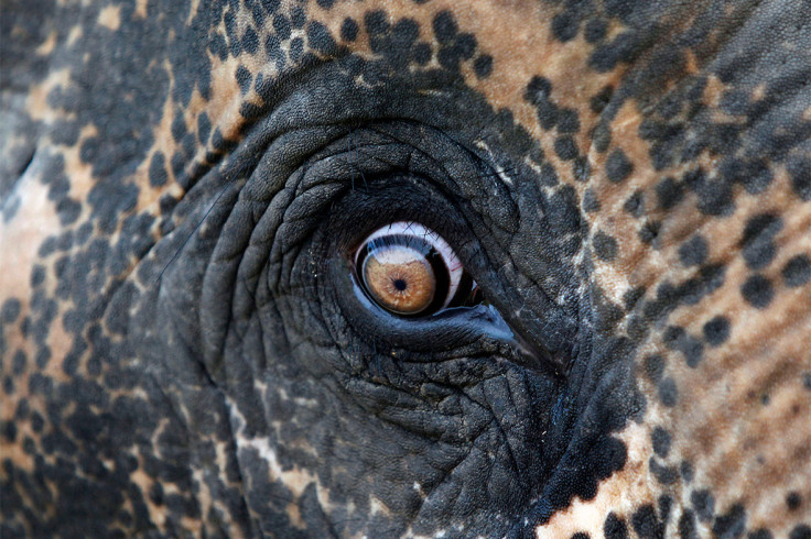 elephant eye