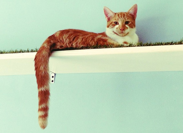  Cat  Caf  Instagram Photos of Lady Dinah s Cat  Emporium in 