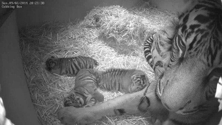 tiger cubs london zoo