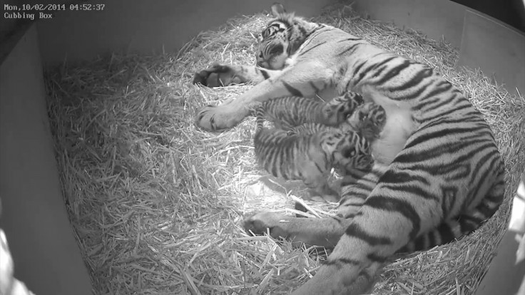 tiger cubs london zoo