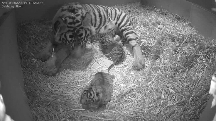 tiger cubs london zoo