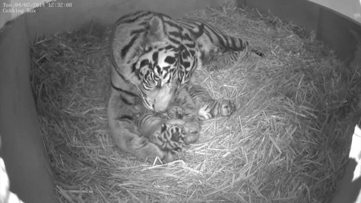 tiger cubs london zoo