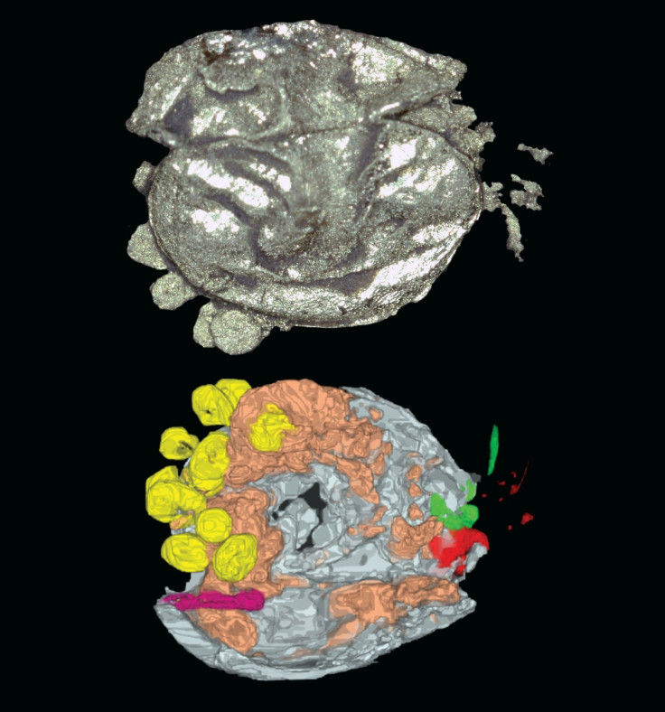 Luprisca Incuba - photo shows the fossilised crustacean taking care of its babies