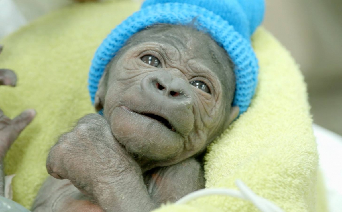It's a Girl! Baby Gorilla Born via Rare Csection in California [VIDEO]