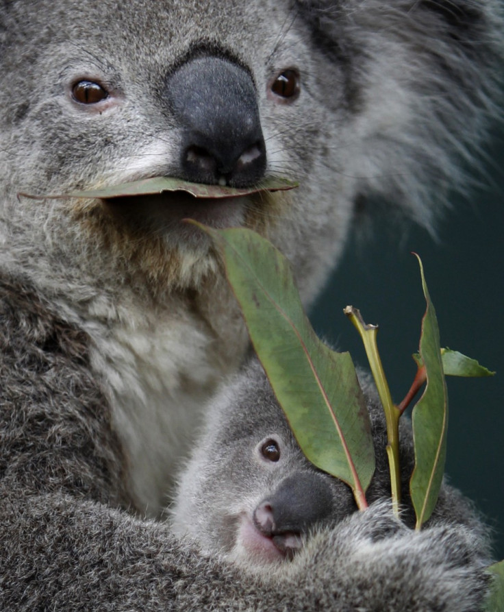 Eucalpytus, not just for koalas