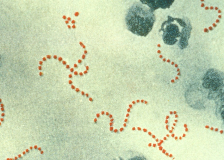 streptococcus