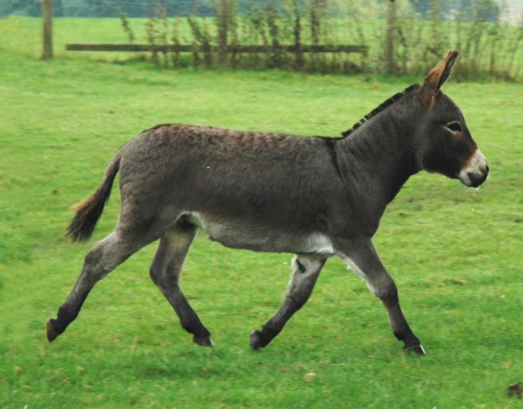 donkey