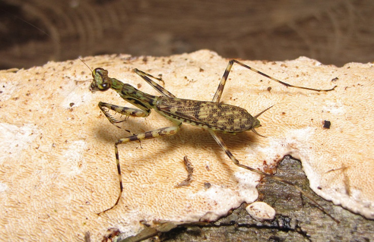 Praying Mantis species discovered