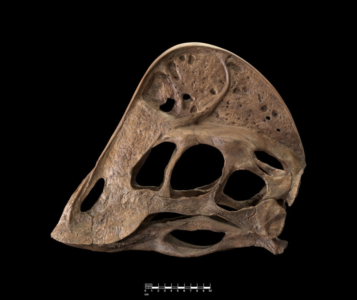 Anzu Wyliei skull