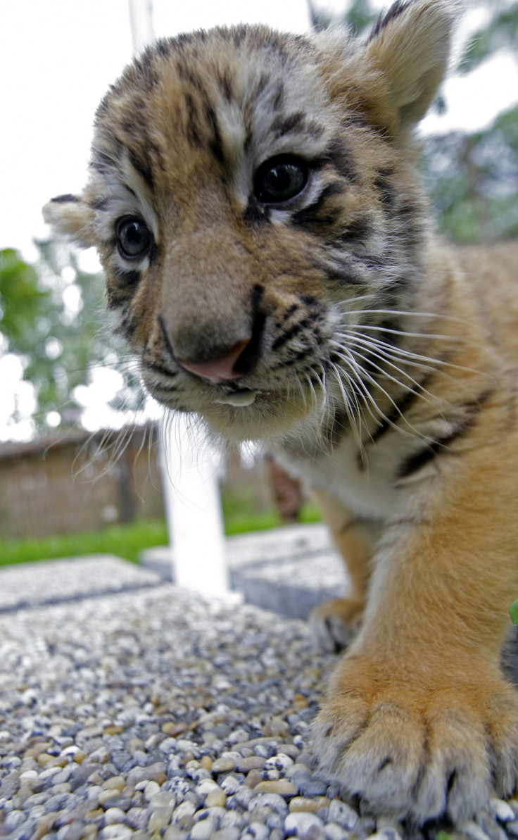 Tiger Cub