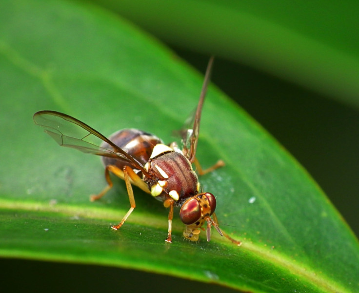 Australia: Sex-changed Male-only Flies to Fight Pests